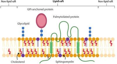 Frontiers | Membrane Rafts: Portals for Viral Entry