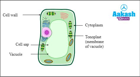 Vacuole Structure