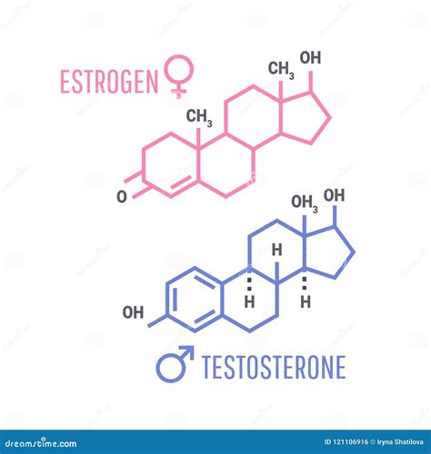 Hormones Estrogen Stock Illustrations – 502 Hormones Estrogen Stock ...