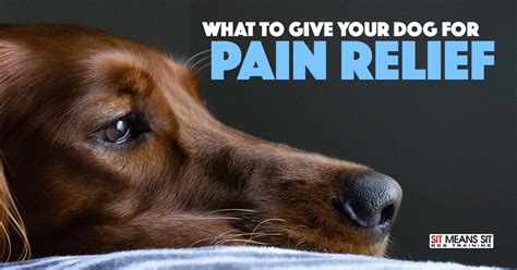 What to Give Your Dog for Pain Relief | Sit Means Sit Dog Training ...