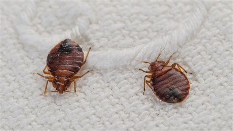 How To Get Rid Of Bedbugs Fast Best Way To Kill Bed Bugs | lupon.gov.ph