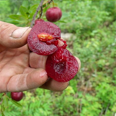 Manor Cherry-Plum | Hardy Fruit Tree Nursery