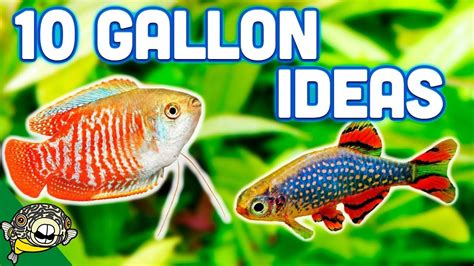 The BEST Ideas for your 10 Gallon Aquarium – HousePetsCare.com