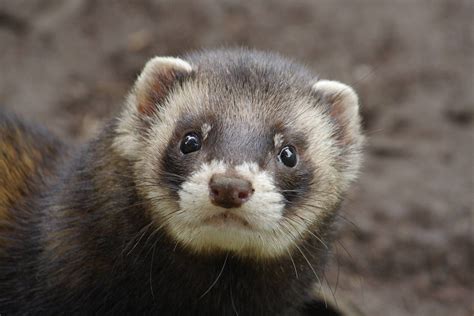 Polecat European Polecat, Cute Animals, Creatures, Cats, Ferrets ...