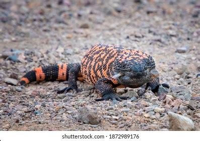 Gila Monster Venomous Lizard Looks Camera Stock Photo 1872989176 ...