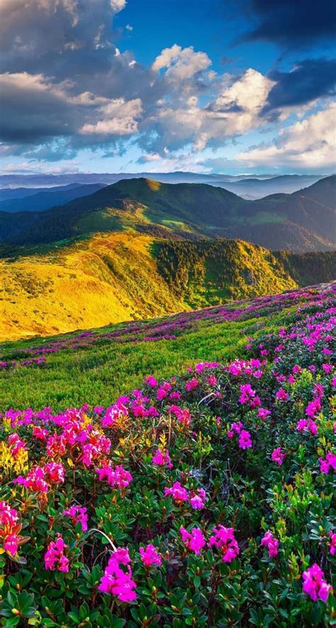 Beautiful Landscape with beautiful flowers ️ ️ ️ | Beautiful places ...