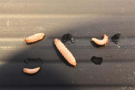 Are these wax moth larvae? | Beesource Beekeeping Forums