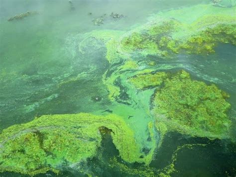 Wet spring, warm temps in Minnesota could spur toxic algae blooms | MPR ...