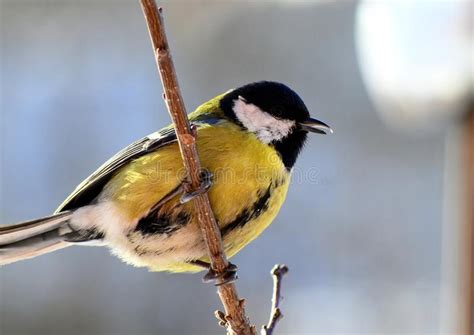 Titmouse, Tomtit, Chickadee Stock Image - Image of beautiful, nature ...