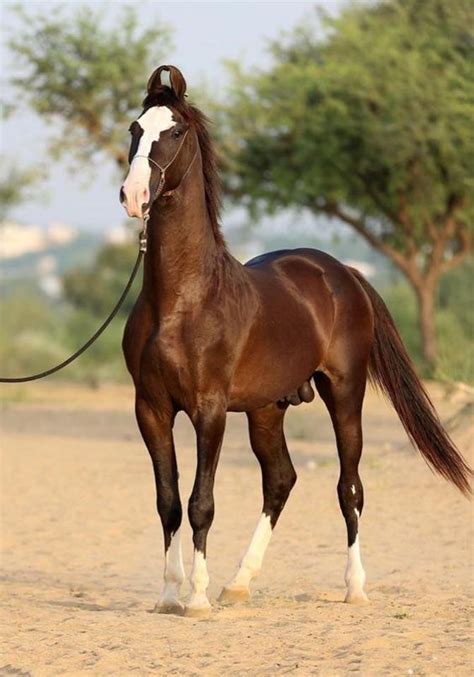 Marwari Horse - Interesting Facts and Everything You Want to Know | by ...