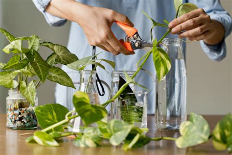 Plantas en agua: la nueva obsesión de las plant ladies | SHINE magazine