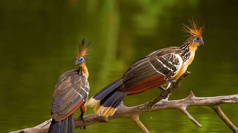 Funny Peru Bing Animals Hoatzins Px Desktop Wallpapers Daily Hoatzin ...