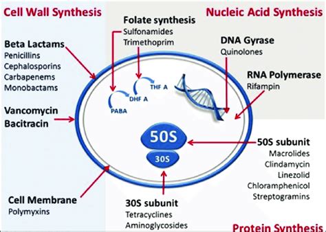 Mechanism Of Action Of Antibiotics Drugs - IMAGESEE