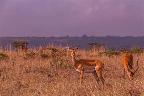 Kruger National Park Safari- The Ultimate Park Tours - Family Budgeting