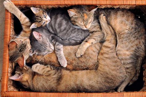 14 Sleeping Cat Positions and What they Reveal about your Kitty