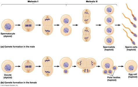 How do the products of meiosis I differ from those of meiosis II ...