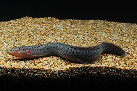 Protopterus dolloi (Slender Lungfish) | Aquarium fish tank, Aquarium ...