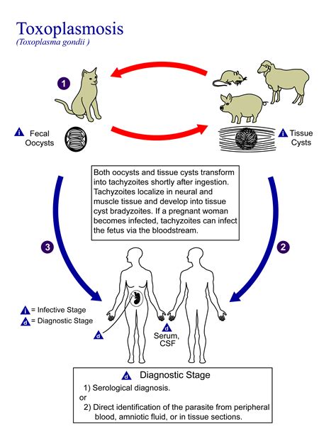 File:Toxoplasma gondii Life cycle PHIL 3421 lores.png - Wikimedia Commons