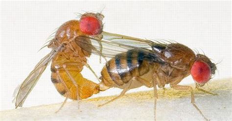 Fruit fly reproduction rate | Nanovina.com.vn