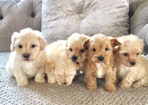 Maltipoo Puppies For Sale | Dallas, TX #249102 | Petzlover