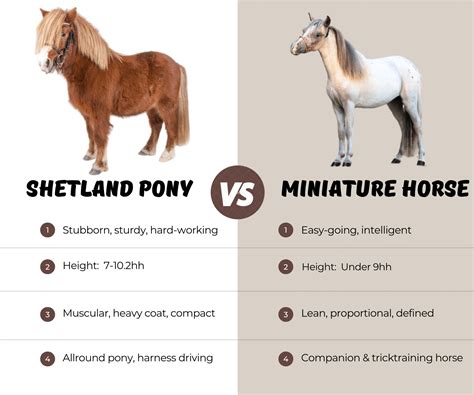 Shetland Pony vs Miniature Horse - StableTalk