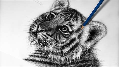 How To Draw A Realistic Baby Tiger Step By Step