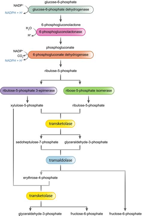 Pentose phosphate pathway. The pentose phosphate pathway is a cytosolic ...