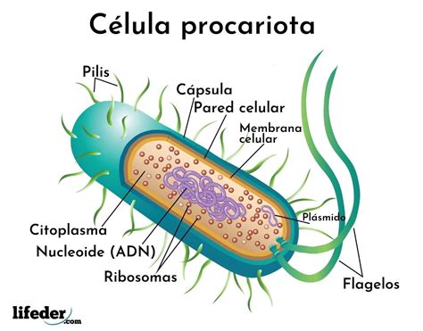 Celula Procariota Bacteria – Themelower