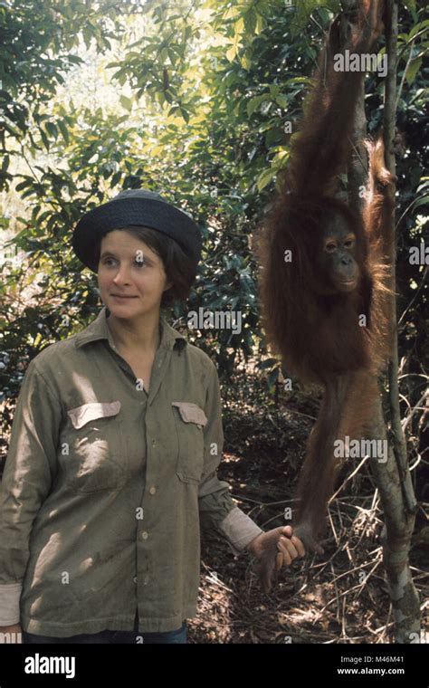 birute galdikas, 1965 Stock Photo - Alamy