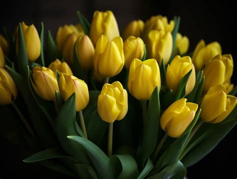 Yellow Tulips Meaning & Symbolism