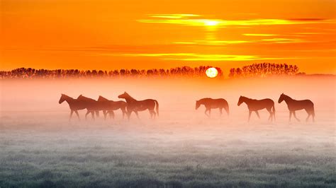 2048x1152 Horses Sunset 4k Wallpaper,2048x1152 Resolution HD 4k ...