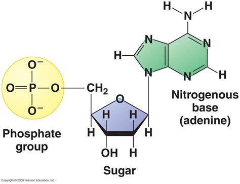 Nucleotides - Castell Alun High School - Biology