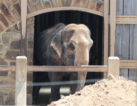 Little Rock Zoo Animals - Elephant Stock Image - Image of little ...