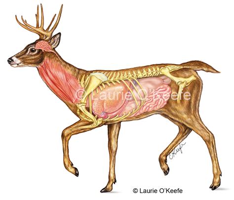 Medical Artist & Biological Illustrator - Anatomy Drawings by Laurie O ...