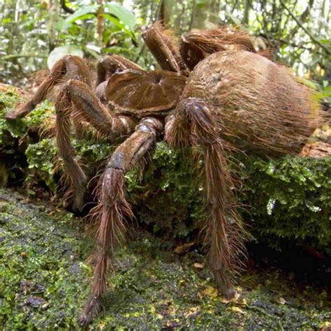 Do you know which is the biggest spider in the world?