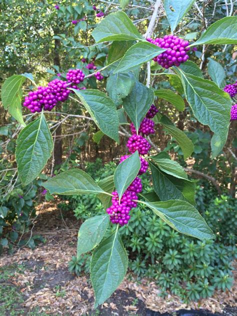 Florida Native Plants: Beautyberry | Gardening in the Panhandle