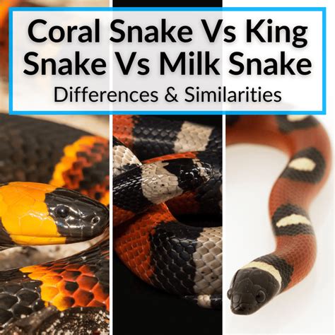 Coral Snake Vs King Snake Vs Milk Snake (Differences & Similarities)