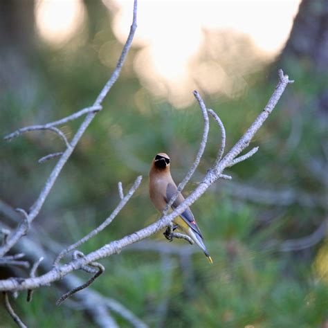 Cedar Waxwing - Bird Watching Academy