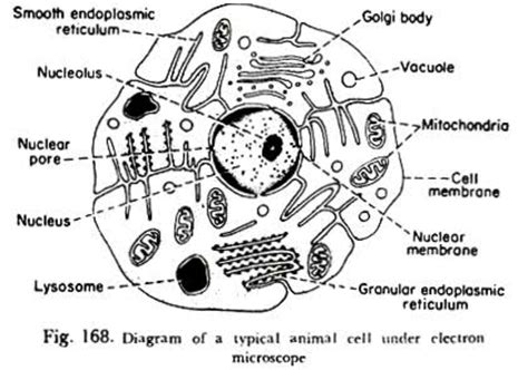 Animal Cell Electron Microscope