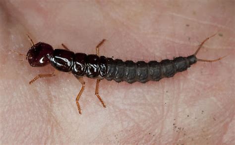 Rove Beetle Larva IMG_8675 - BugGuide.Net