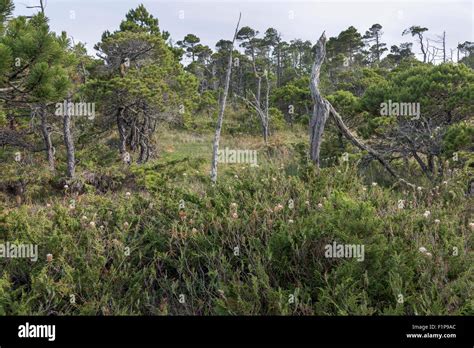 Pacific Northwest bog ecosystem with Shore Pines, Bog Trail, Pacific ...