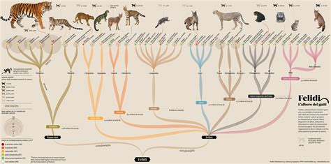 Felidae: cat family tree/ La Lettura :: Behance