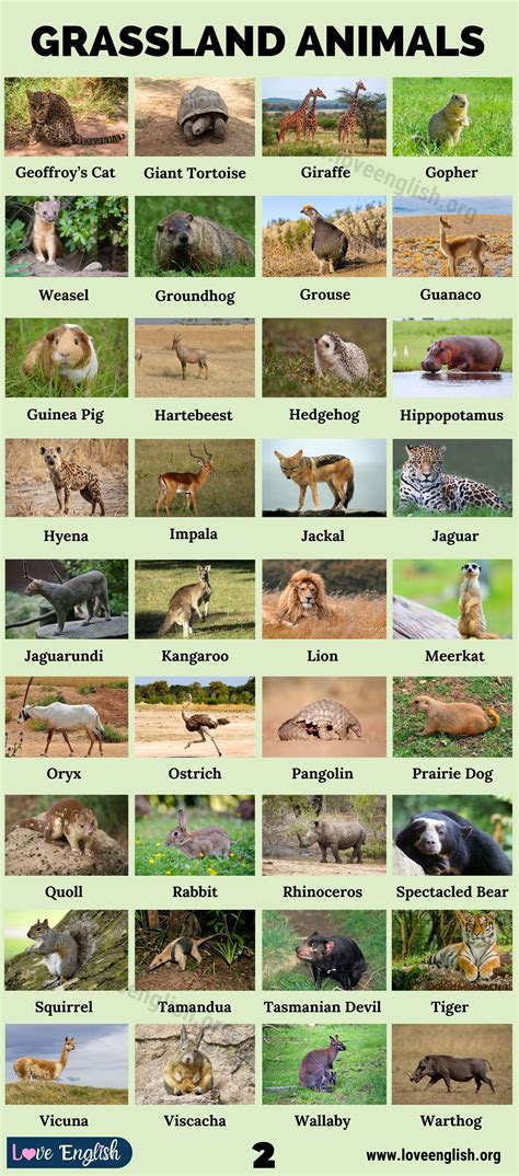 Grassland Animals: List of 75 Animals that Live in Grassland - Love ...