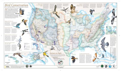 Bird migration map, Wild birds unlimited, Bird migration