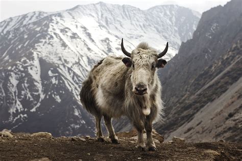 Yak - Wikipedia