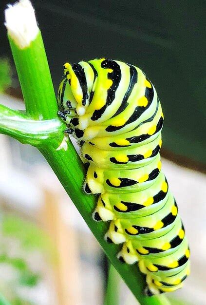 Premium Photo | Close-up of caterpillar on leaf