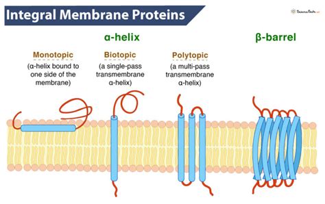 Integral Membrane Proteins - Definition, Examples, and Functions