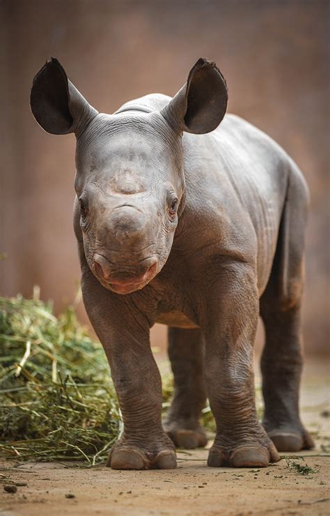 HPLC Method Sparks Endangered Black Rhino Baby Boom!