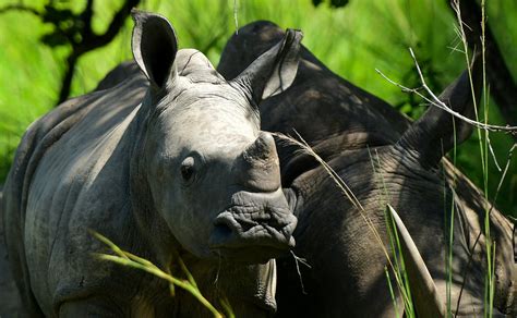 Rhino, elephant numbers rising in Uganda after years of poaching ...