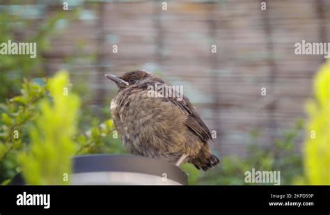 Passerine wildlife Stock Videos & Footage - HD and 4K Video Clips - Alamy